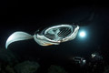 Kona Manta Night Dive II