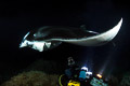 Kona Manta Night Dive III