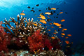 Fiji reefscene
