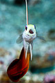 fire dartfish
