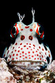 redspotted blenny: Blenniella periophthalmus