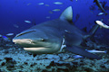 Fiji Sharkdive
