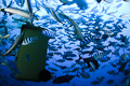 Fiji Sharkdive