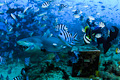 Fiji Sharkdive