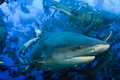 Fiji Sharkdive - Bullshark coming of of the bait cloud