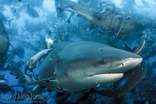 Feeding Frenzy