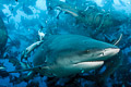 Feeding Frenzy