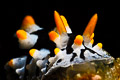 Phyllidia elegans