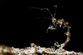 Skeleton shrimp