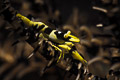 Crinoid shrimp
