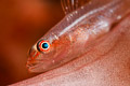 soft coral ghostgoby