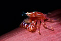 Painted porcelain crab
