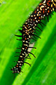 Ghostpipefish in seaweed