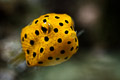 Juvenile yellow boxfish