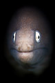 white-eyed moray