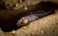 Parasite