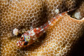 Redfin Triplefin