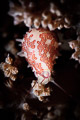 Egg Snail