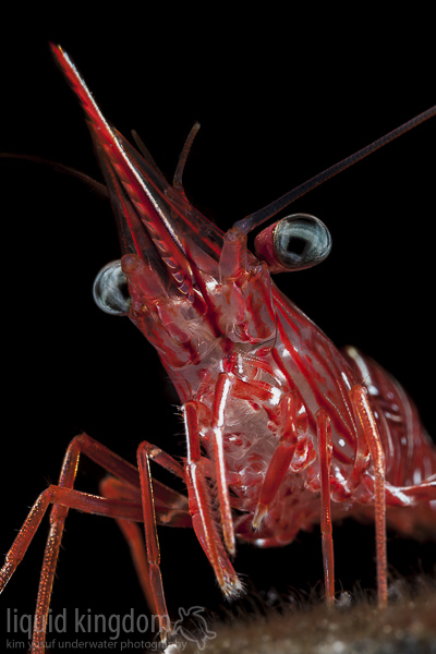 Dancing shrimp