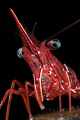 Dancing shrimp