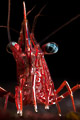 Dancing shrimp