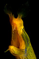 ribbon eel