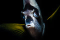 Bannerfish portrait