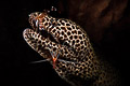 Honeycombmoray getting cleaned