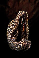 honeycomb moray being cleaned