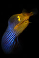 Blue ribbon eel