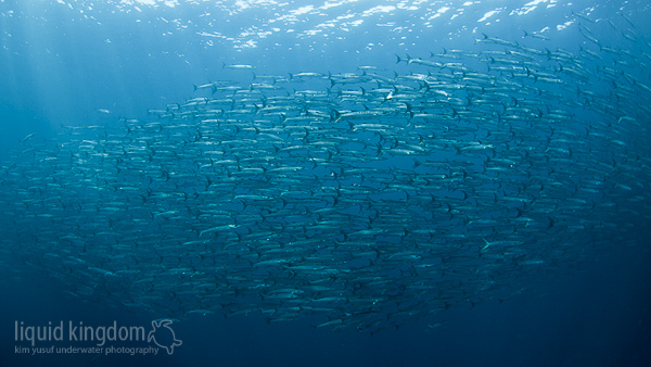 barracudas