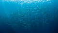 barracudas