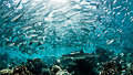 A lot of jack fish and a shark