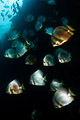 Batfish swarm hanging out