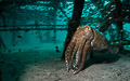 Broadclub Cuttlefish
