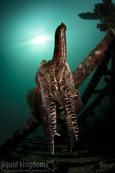 Broadclub Cuttlefish