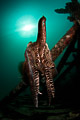 Broadclub Cuttlefish
