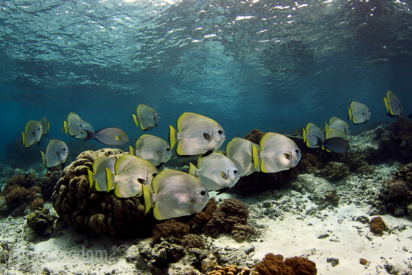 School of batfish