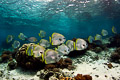 School of batfish