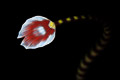 ringed pipefish tail