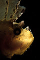 Leaf Scorpionfish