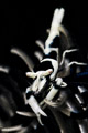 crinoid shrimp