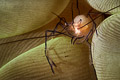 Bubble Coral Shrimp (Vir Philippinensis)