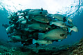 bumphead parrotfish