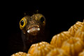 Secretary Blenny II