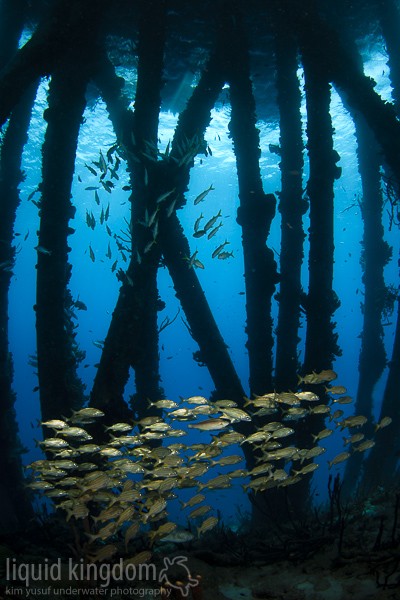 under the salt pier