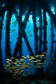 under the salt pier