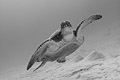 Green sea turtle b/w