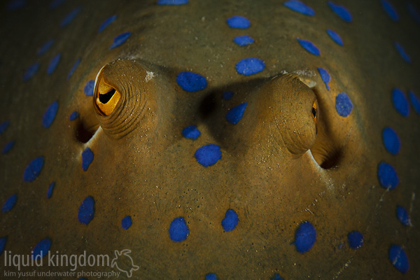 bluespotted ribbontail ray eyes
