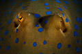 bluespotted ribbontail ray eyes